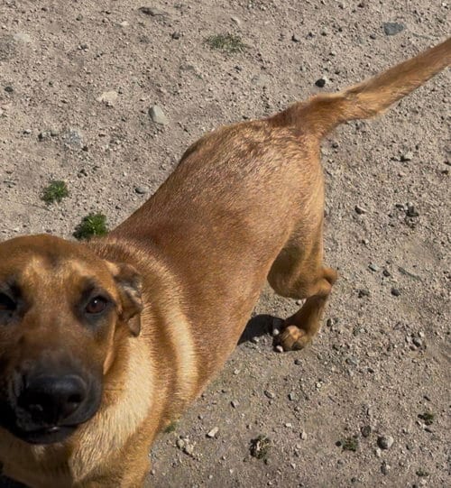 Photo of Bobby, adoptable German Shepherd Dog in Alta Loma, California