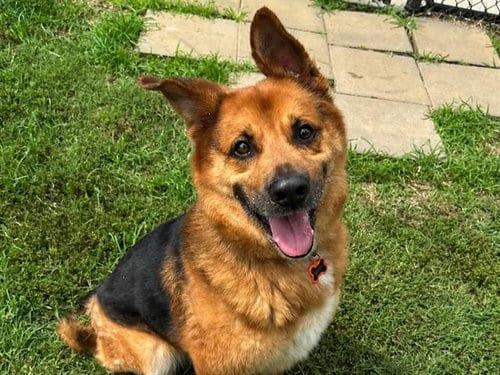 Photo of Brodie, adoptable German Shepherd Dog in Haw River, North Carolina
