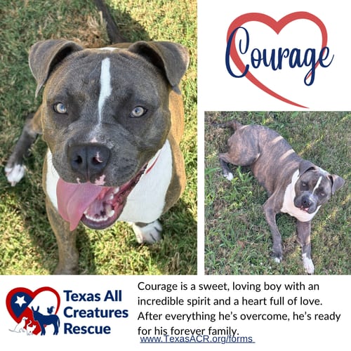 Photo of Courage, adoptable Terrier in Lillian, Texas