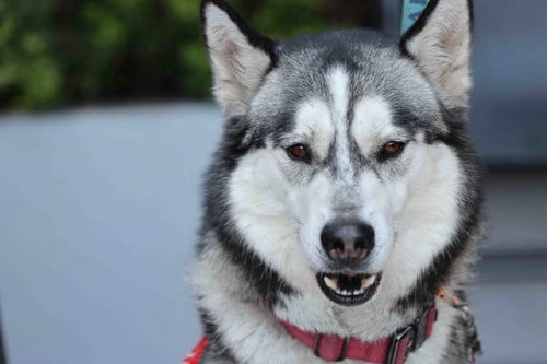 Photo of Buck, adoptable Siberian Husky in Walnut Creek, California