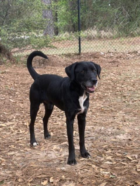 Photo of Peeker, adoptable Labrador Retriever in Mobile, Alabama