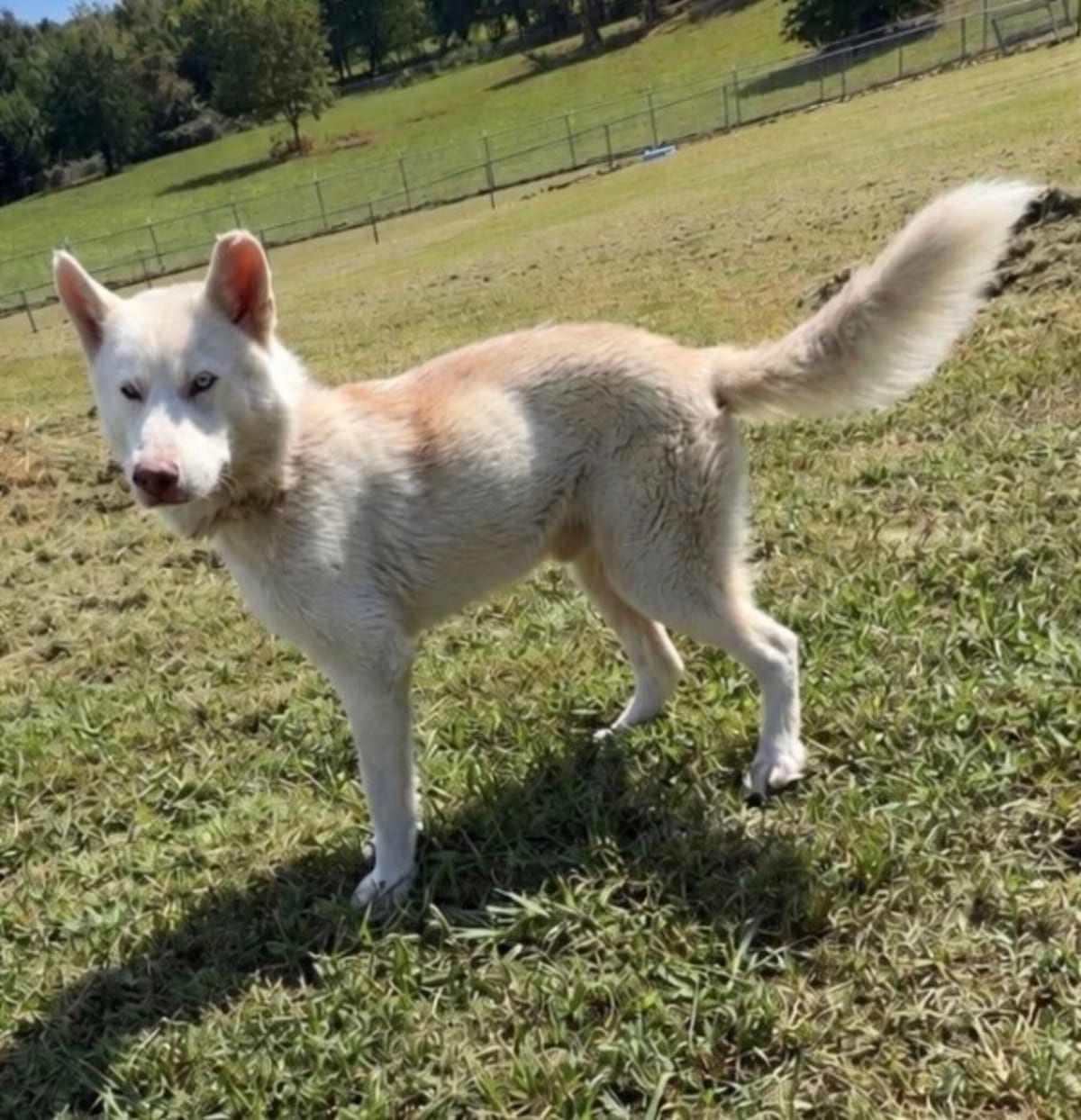 Photo of Azriel, adoptable Husky in Chickamauga, Georgia