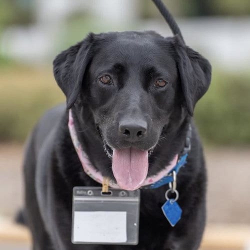 Photo of Maybee Baby, adoptable Labrador Retriever in San Diego, California