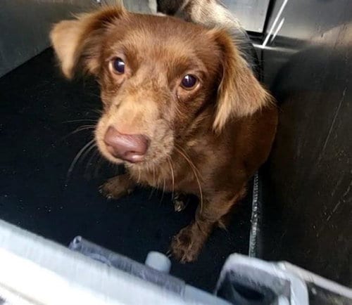 Photo of Latte, adoptable Dachshund in San Antonio, Texas