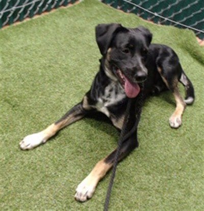 Photo of Oslo, adoptable German Shepherd Dog in Downey, California