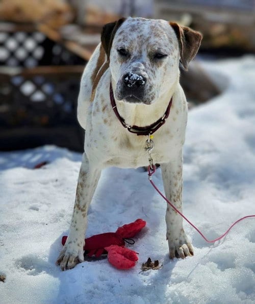 Photo of Dylan, adoptable American Staffordshire Terrier in Hewitt, New Jersey