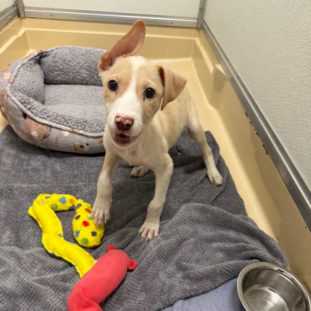 Photo of Nugget, adoptable Terrier / Mix in San Antonio, Texas