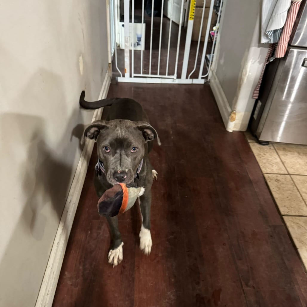 Photo of Star, adoptable Terrier, American Staffordshire in California, California