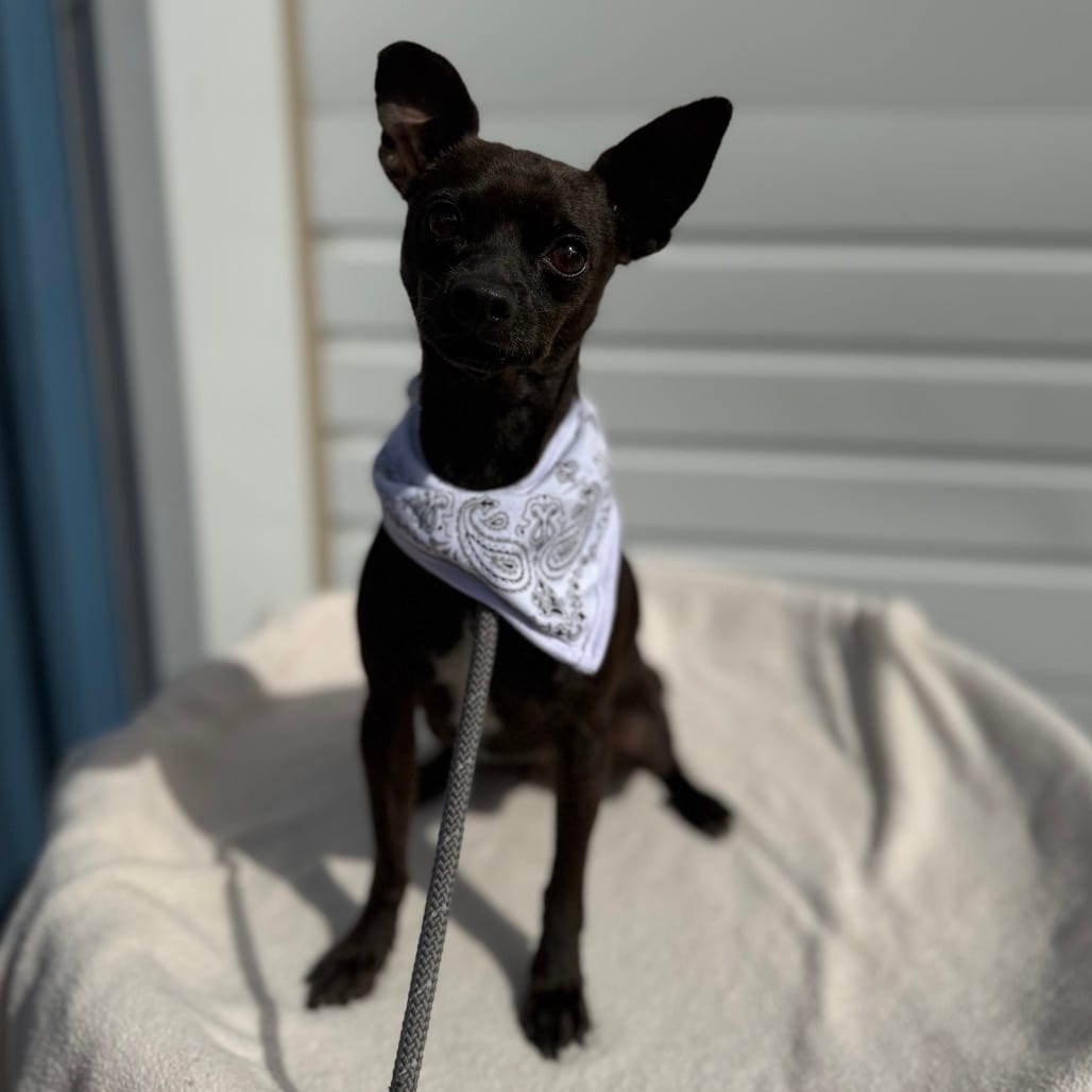 Photo of Weston, adoptable Chihuahua in Newberg, Oregon