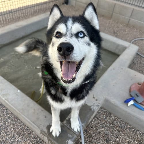 Photo of Hanzo, adoptable Husky in Mesa, Arizona