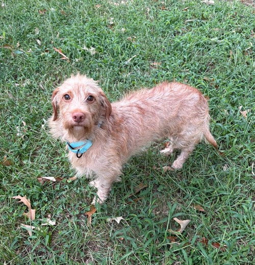 Photo of Buddy - tiny but mighty, adoptable Dachshund in Oakhurst, New Jersey