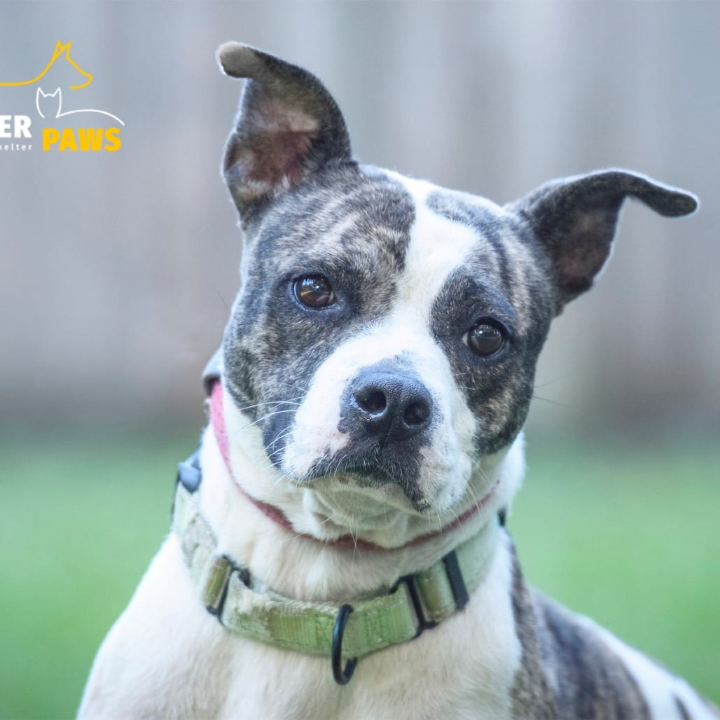 Photo of MoMo @ Foster, adoptable Mixed Breed (Medium) in Summerville, South Carolina