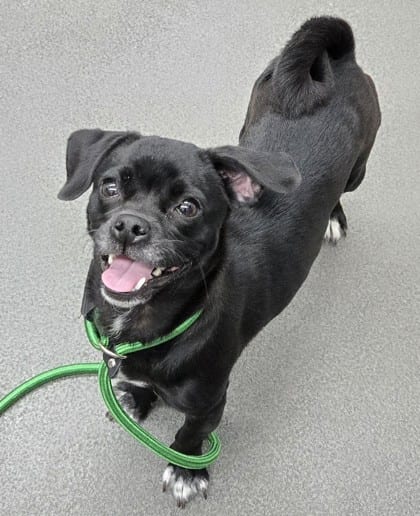 Photo of Peekaboo, adoptable Pug/Chihuahua, Short Coat in Bakersfield, California