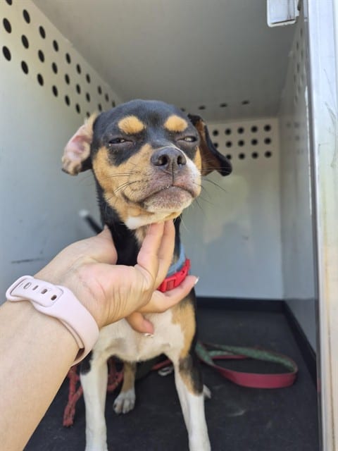 Photo of Shyann, adoptable Chihuahua - Smooth Coated mix in Bakersfield, California
