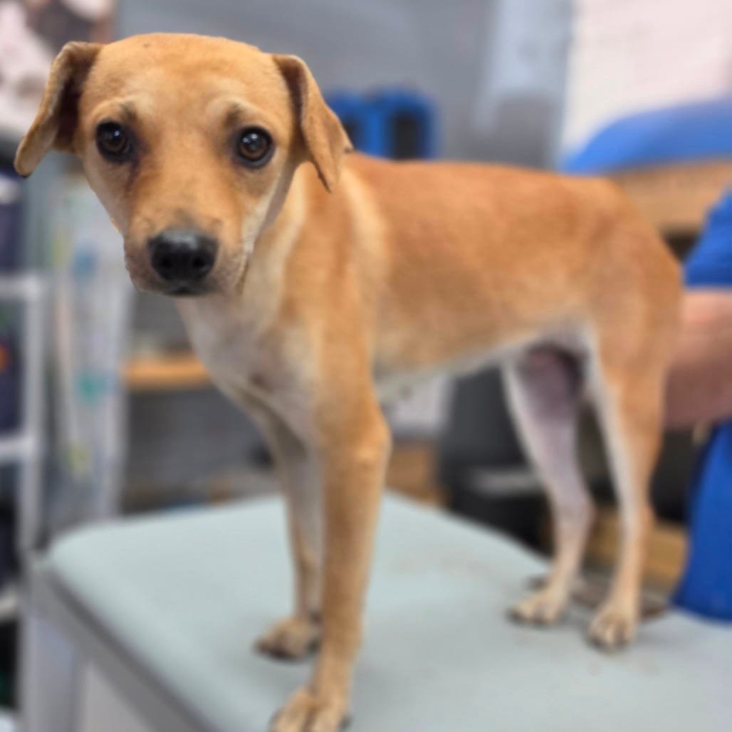 Photo of Heather Collins-Chino Hills Location, adoptable Terrier / Mix