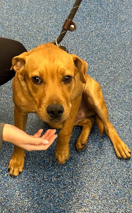 Photo of Oakley, adoptable Labrador Retriever in Tarboro, North Carolina