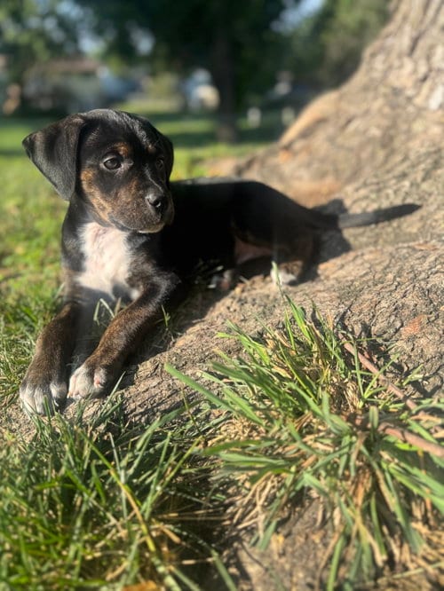 Photo of Twix, adoptable Terrier in St. Louis, Missouri