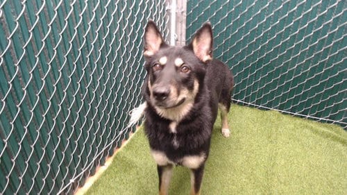 Photo of Rue, adoptable German Shepherd Dog in Baldwin Park, California