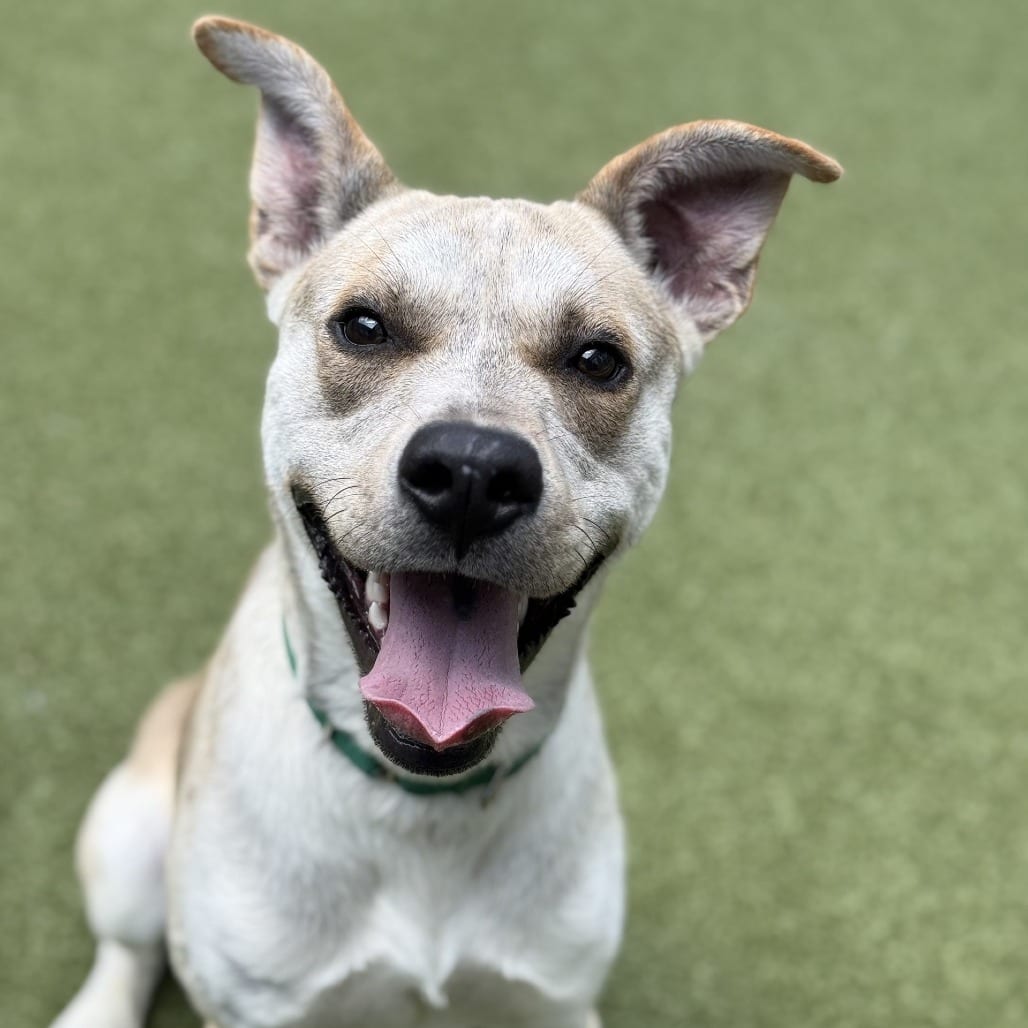 Photo of Hot Potato, adoptable Mixed Breed (Medium) in Greensboro, North Carolina