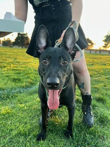 Photo of Brownie, adoptable Black Labrador Retriever in Dana Point, California