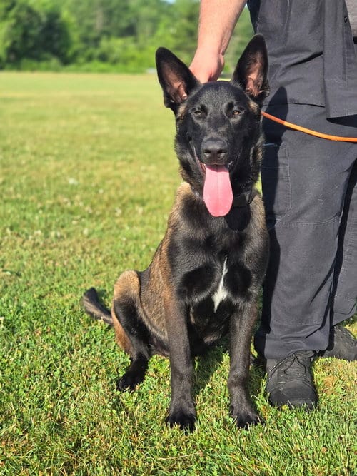 Photo of Bruno - Located in VA, adoptable Belgian Shepherd Malinois in Imlay City, Michigan