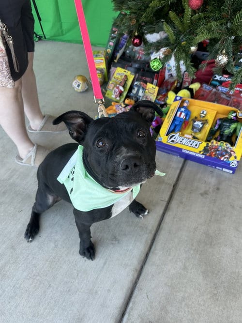 Photo of Sugar, adoptable Staffordshire Bull Terrier in Chandler, Arizona