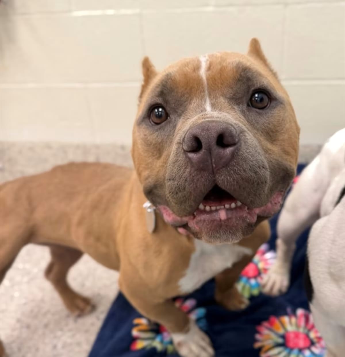 Photo of Dutchess, adoptable American Bulldog in Brighton, Colorado