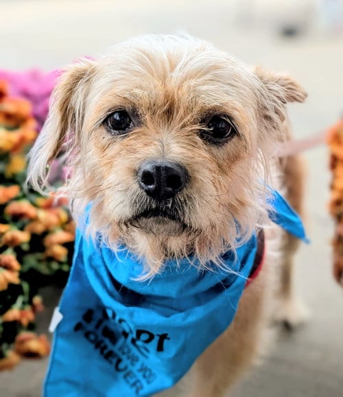 Photo of Freya, adoptable Terrier in Rootstown, Ohio