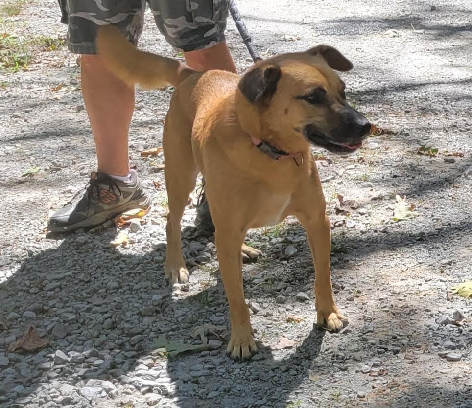 Photo of Journey, adoptable Carolina Dog in Crossville, Tennessee
