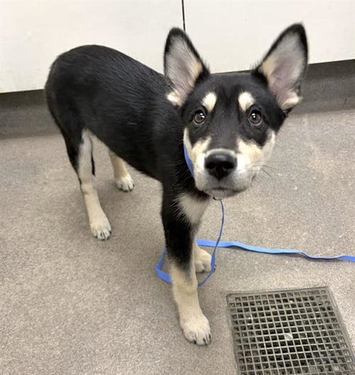 Photo of Gemma, adoptable German Shepherd Dog in HESPERIA, California