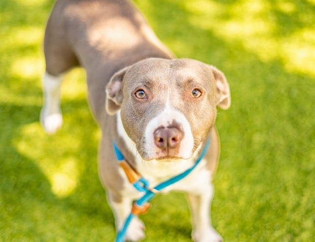 Photo of Paloma, adoptable Pit Bull Terrier mix in San José, California