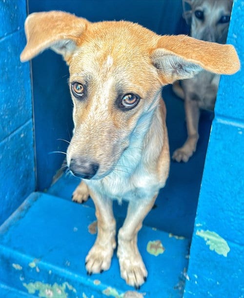Photo of Jesse, adoptable Dachshund in Bakersfield, California