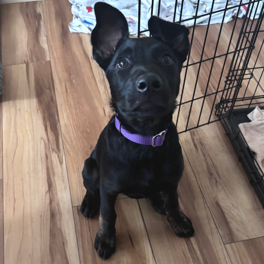 Photo of Orbit, adoptable Mixed Breed (Medium) in Buffalo, Minnesota