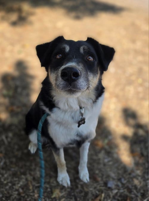 Photo of Tux, adoptable Australian Shepherd in Yreka, California