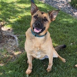 Photo of 1006 (2026) Chorizo, adoptable Shepherd (Unknown Type) Mixed Breed (Medium) in Parker, Colorado