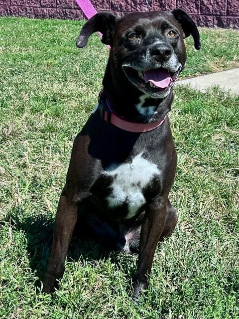Photo of Zeus, adoptable Labrador Retriever in Forestville, Maryland