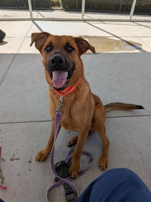 Photo of Adrian Pimento, adoptable German Shepherd Dog in Elk Grove, California