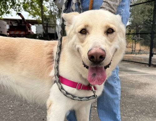 Photo of Snowball, adoptable German Shepherd Dog in Santa Rosa, California