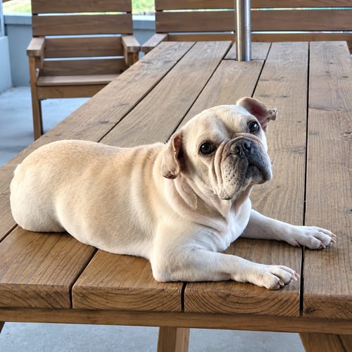 Photo of Frankie the Frenchie, adoptable French Bulldog in Monticello, New Jersey