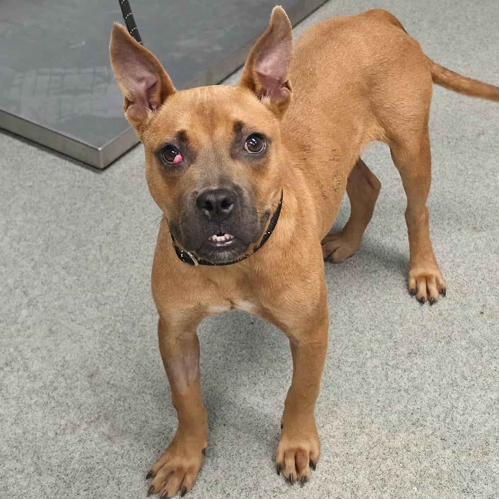 Photo of Willie, adoptable Mixed Breed (Medium) in Martinsville, Virginia