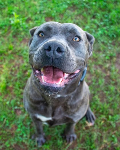 Photo of Jolesha, adoptable dog in Chamblee, Georgia