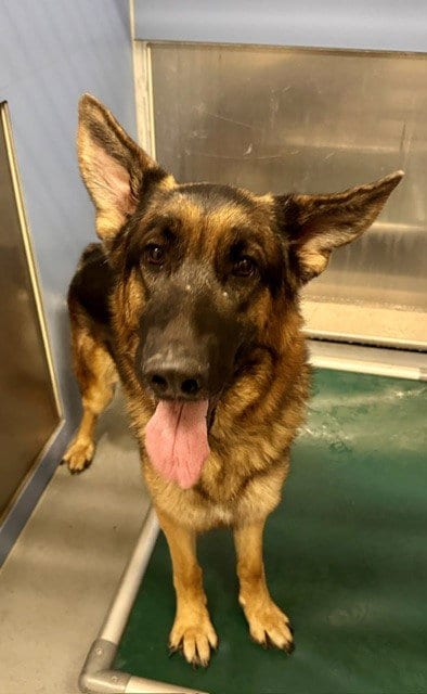 Photo of Floppy, adoptable German Shepherd Dog in South Lake Tahoe, California