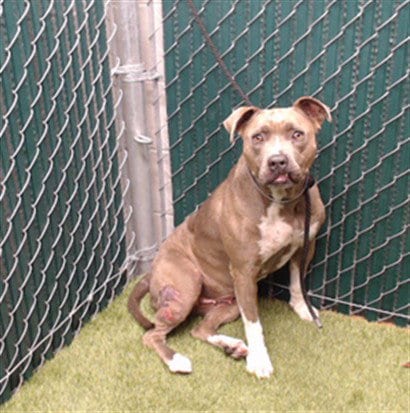 Photo of Kika, adoptable Pit Bull Terrier in Downey, California