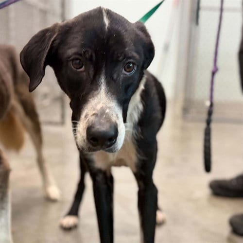 Photo of Daytona, adoptable Labrador Retriever in Tavares, Florida