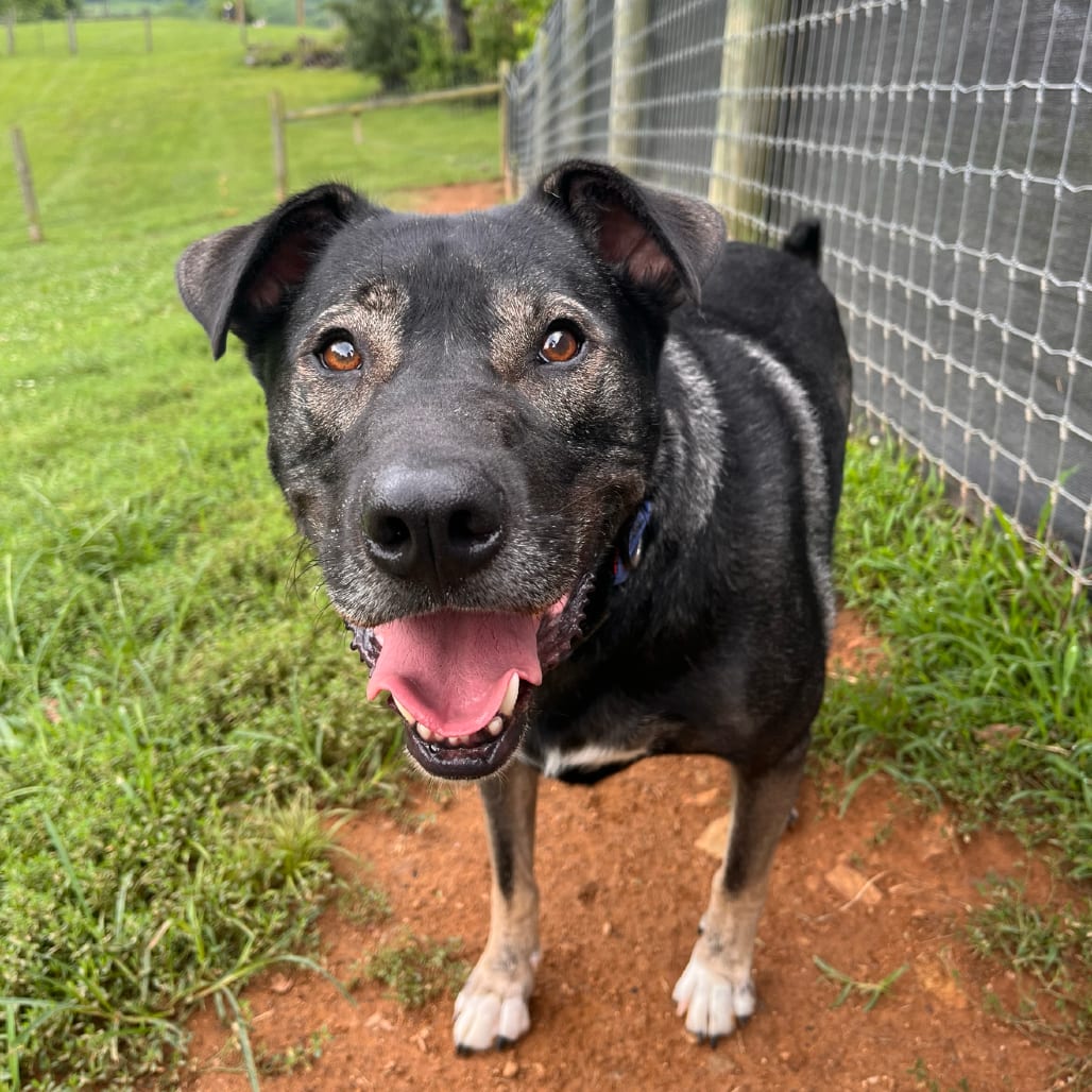 Photo of Goofy, adoptable Shepherd / Husky in Fairfax Station, Virginia