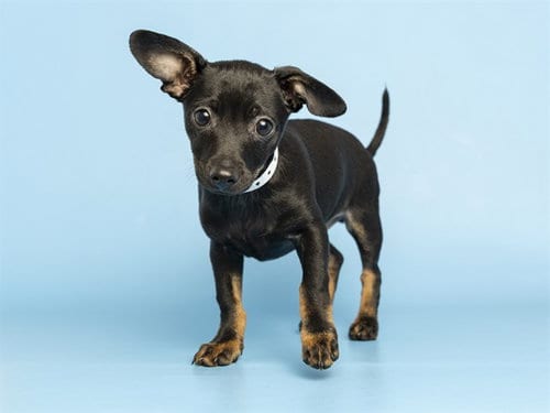 Photo of Shadow, adoptable Chihuahua in Phoenix, Arizona