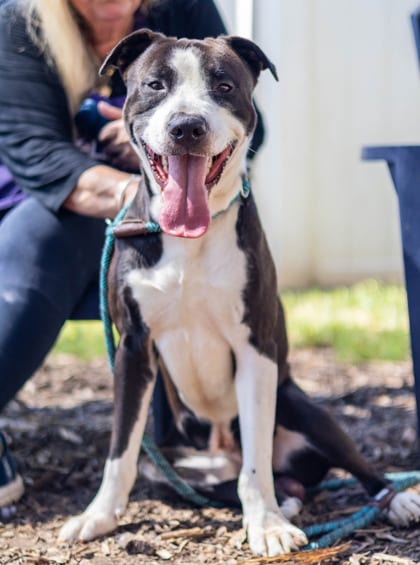 Photo of Nas, adoptable dog in Chamblee, Georgia