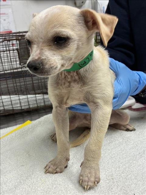 Photo of Mario, adoptable Chihuahua in Los Angeles, California