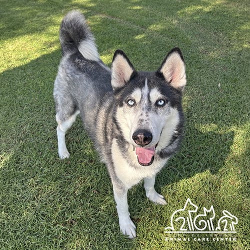 Photo of Loki, adoptable Siberian Husky in Irvine, California