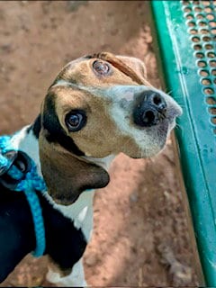 Photo of Carolina, adoptable Treeing Walker Coonhound in Clyde, North Carolina